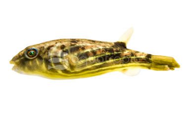 Fahaka Pufferfish :: 60006