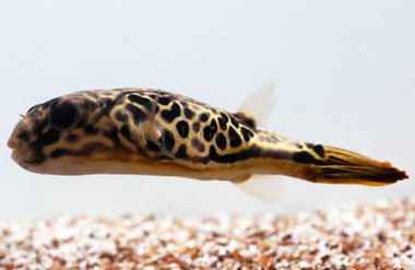 Mbu Pufferfish :: 60007