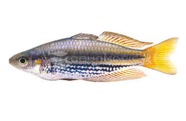 Dwarf MacCulloch's Rainbowfish :: 61012