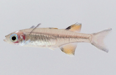 Pacific Blue Eye Rainbowfish :: 61014