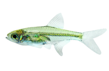 Green Kubotai Rasbora :: 62003