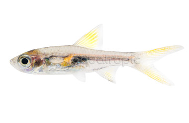 Hengeli Glowlight Rasbora :: 62014