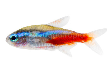 Neon Tetra :: 71019