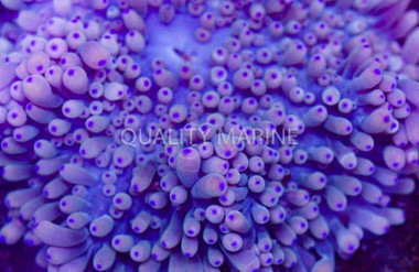 Colored Blue Tip Sebae Anemone :: 50043