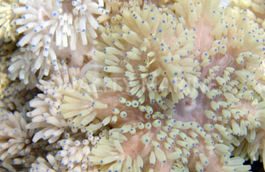 White Sebae Anemone :: 50051