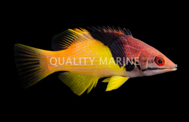 Coral Hogfish
