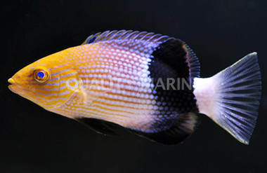 Tarry Hogfish :: 21505