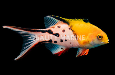 Lyretail Hogfish