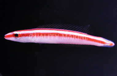White Striped Hogfish :: 21507