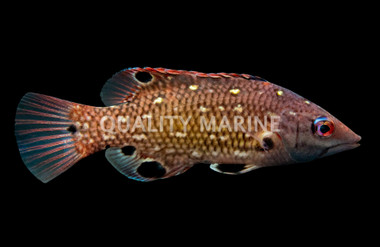Red Diana Hogfish, Juvenile