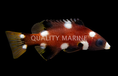 Axil Spot Hogfish