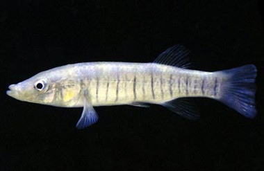 Tiger Longnose Killifish :: 22450