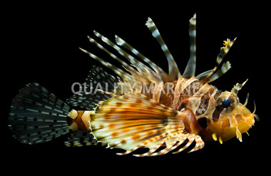 Dwarf Zebra Lionfish