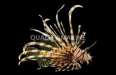 Volitan Lionfish