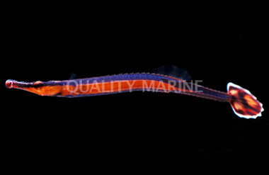 Bluestripe Pipefish :: 25001