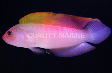 Multi Colored Dottyback :: 26000
