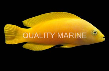 Yellow Dottyback :: 26018