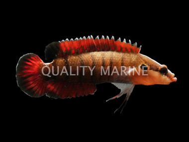 Barred Spiny Basslet