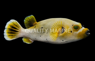Dogface Pufferfish