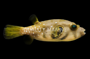 Stars & Stripes Pufferfish