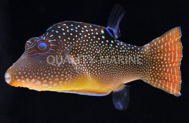 Honeycomb Pufferfish :: 26508