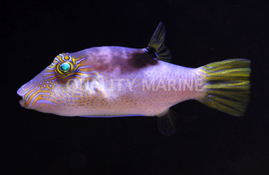 Saddle Coronata Pufferfish :: 26512