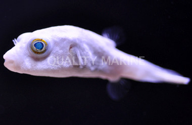 Narrow Lined Pufferfish :: 26532