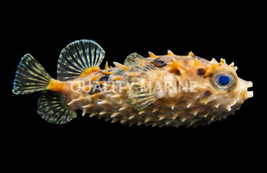 Bicolor Toby Pufferfish