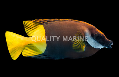 Bicolor Foxface Rabbitfish