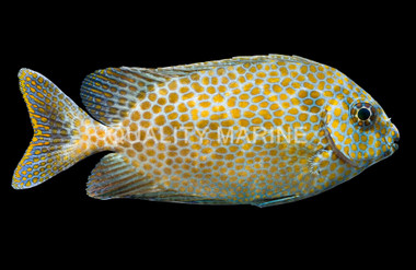 Gold Spotted Rabbitfish