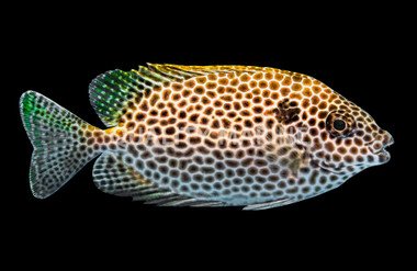 Brown Spotted Rabbitfish