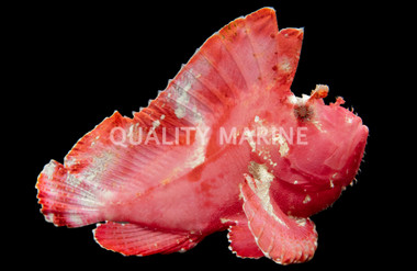 Red Leaf Scorpionfish