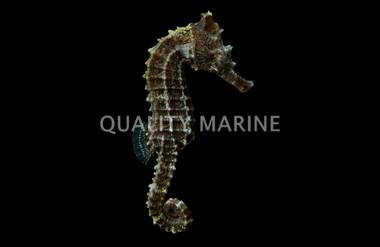 Lined Seahorse