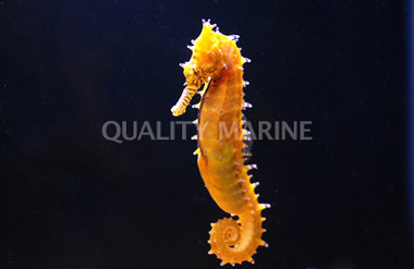 Barbouri Seahorse, Male :: 28531