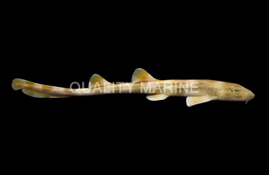 Banded Bamboo Shark