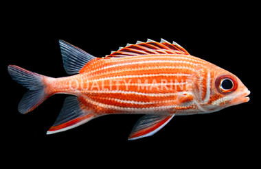 Striped Red Soldierfish :: 30521