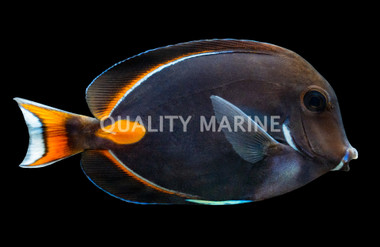 Achilles Tang, Adult