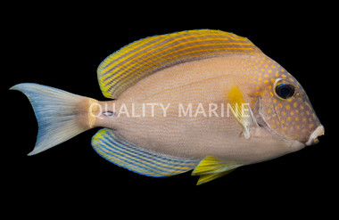 White Freckled Tang