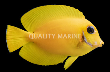 Chocolate Tang