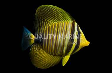 Desjardini Sailfin Tang