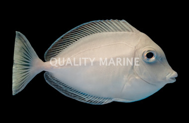 Spotted Unicorn Tang