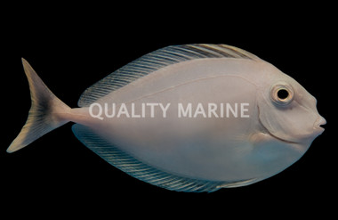 Spotted Unicorn Tang