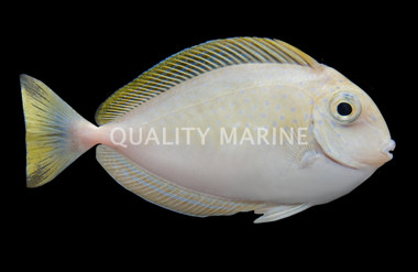 Vlamingii Naso Tang, Sub Adult