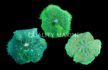 Mini Carpet Anemone :: 50053