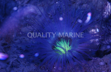 White Tube Anemone :: 50061