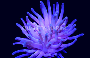 Purple Reef Anemone :: 50064