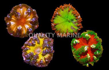Ultra Rock Flower Anemone :: 50066
