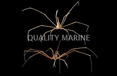 Arrow Crab :: 52505