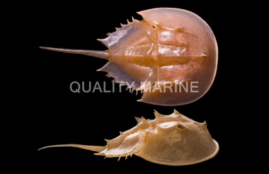 Horseshoe Crab :: 52520
