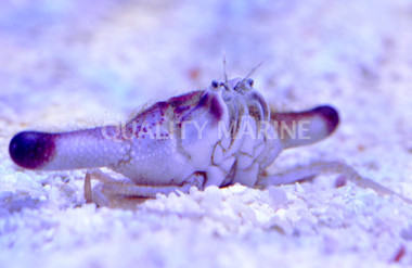 Hammerhead Crab :: 52540